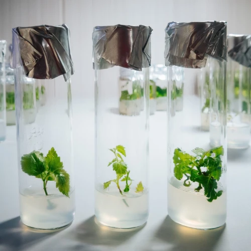 Plant Media